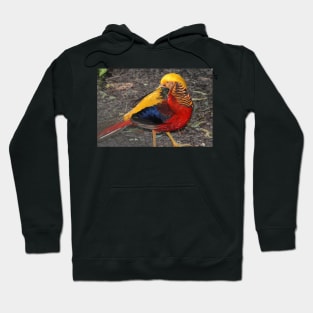 Bird Of Many Colors Hoodie